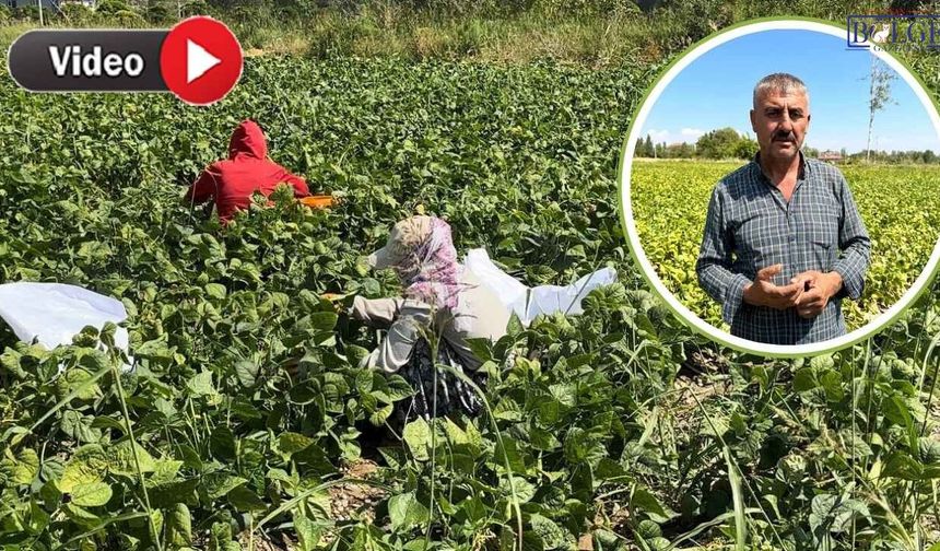 Van’da yetişiyor, şehir şehir satılıyor! Üreticiler bu kez yetkililere seslendi