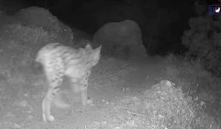 Tunceli’de Ormanın Gizli Misafirleri Fotokapana Takıldı