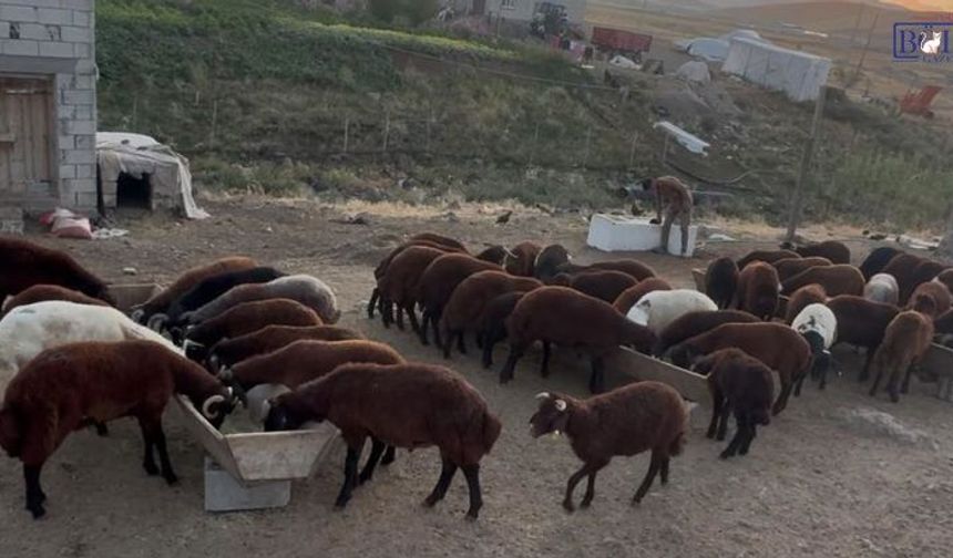 Ağrı'da küçükbaş hayvan yetiştiricileri sonbahar satışlarına hazırlanıyor