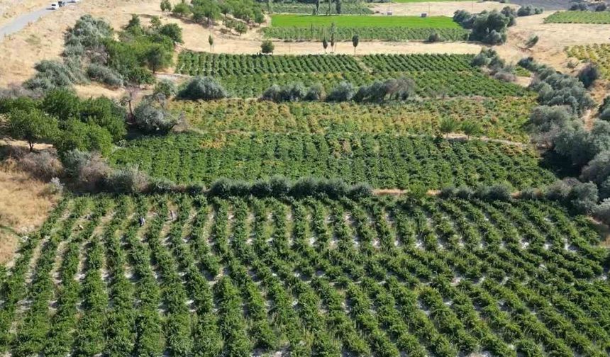 Van’da asırlık gelenek yeniden başladı: Erciş üzümünde hasat