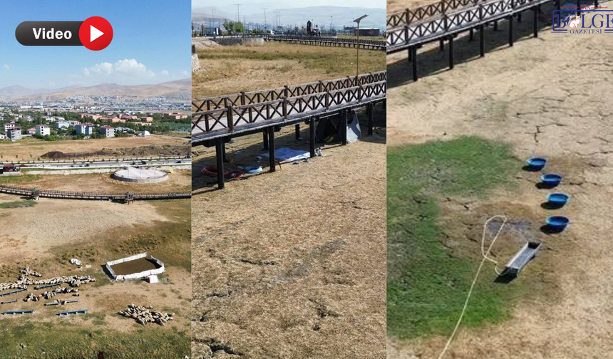 Van’da yeni sahil yolunda ilginç manzara: Kamelyalar koyunlara mesken oldu