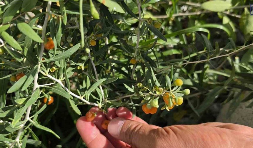 Tatvan’da Bir İlk: Van Gölü Kıyısında Goji Berry Hasadı Yapıldı