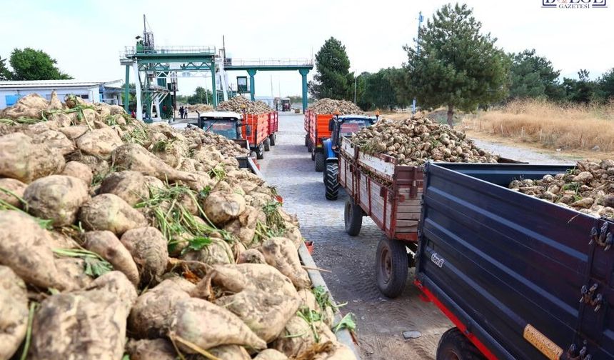 Pancar sezonu başladı: 240 bin ton ürün fabrikaya girecek