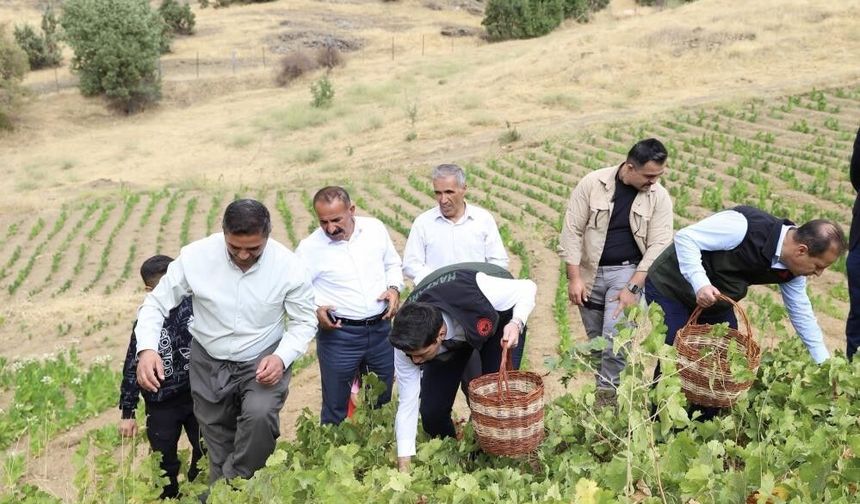 Şemdinli’de üzüm hasadı başladı