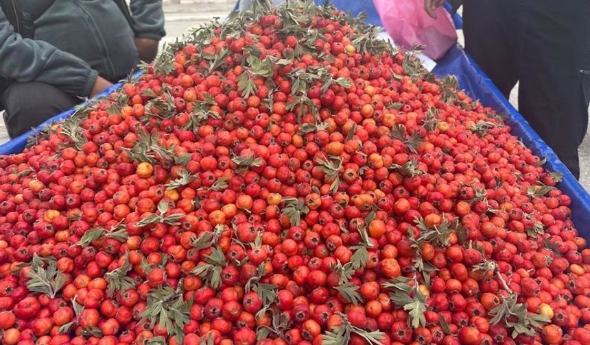 Van’da Dağlardan Tezgâhlara İndi! Kürtçe Adı Guhûşk, İşte Fiyatı