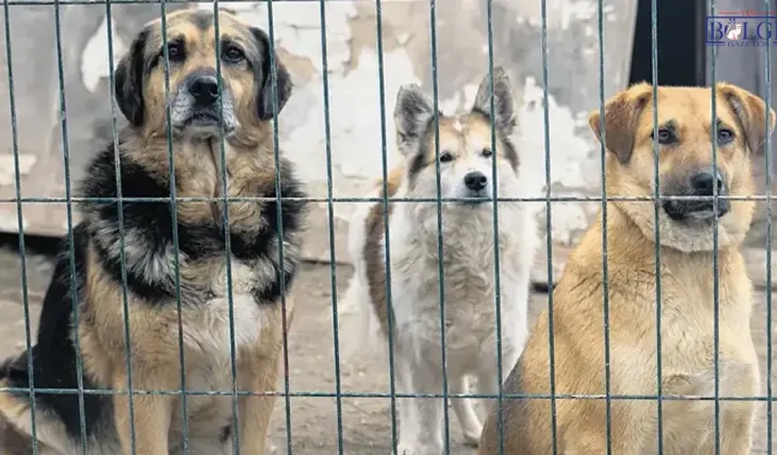 Van’da 4 Ekim’de sert mesaj: “Canları toplamak çözüm değil”