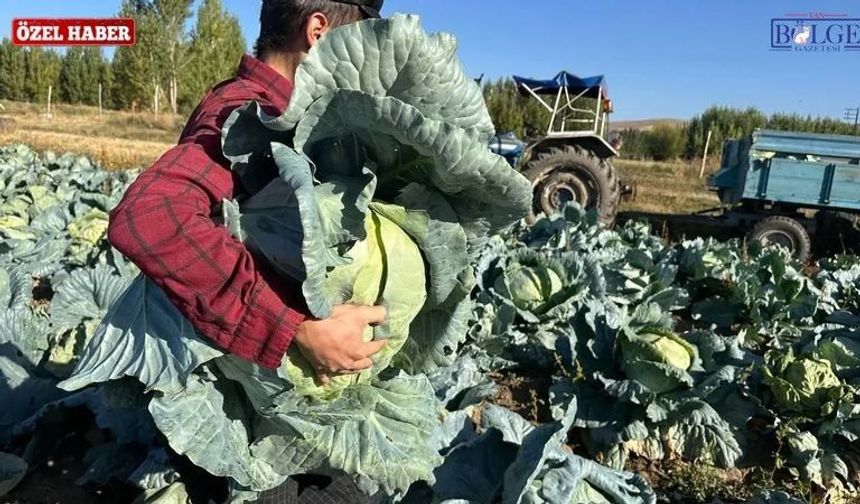 Van’da çiftçinin alın teri lahananın altında kaldı