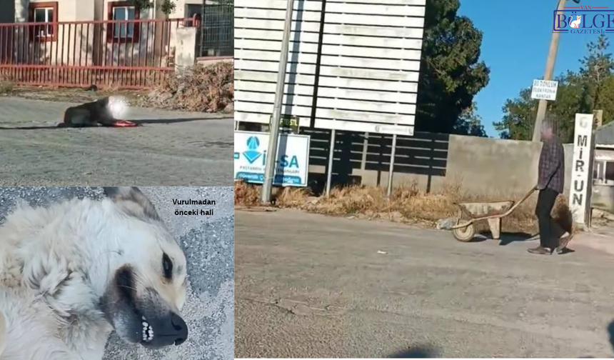 Van’da köpeği silahla vurdu, canlı canlı gömmeye çalıştı!